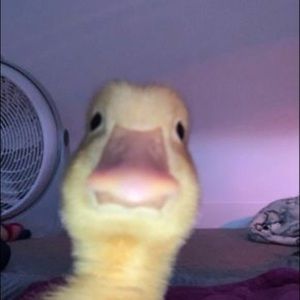 Meet your Posher, Sidney